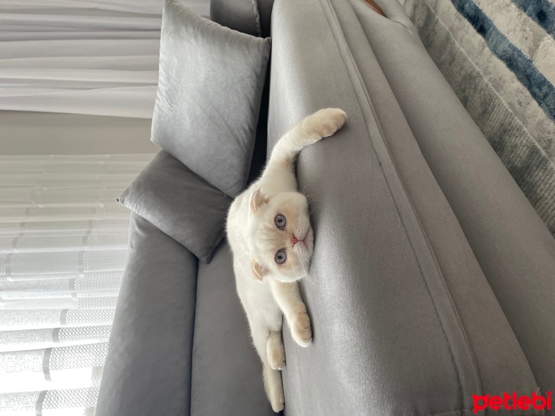 Scottish Fold, Kedi  Kaymak fotoğrafı