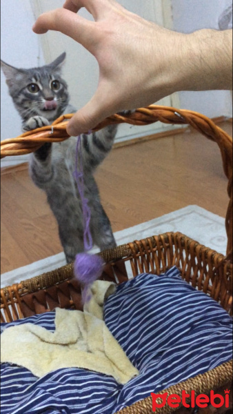 Tekir Kedi, Kedi  Miya fotoğrafı