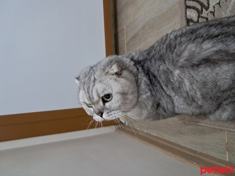 Scottish Fold, Kedi  Kaju fotoğrafı