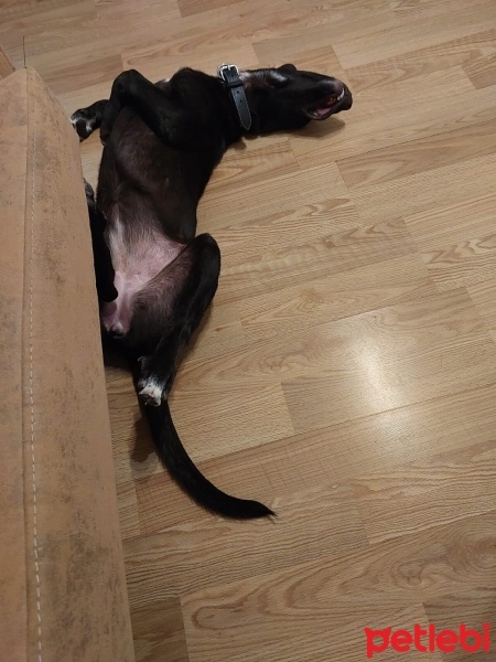 Labrador Retriever, Köpek  Luna fotoğrafı