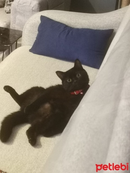 British Shorthair, Kedi  Bruno fotoğrafı