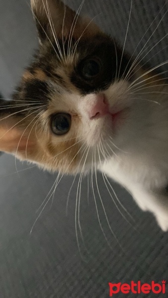 Tekir Kedi, Kedi  KOKOŞ fotoğrafı