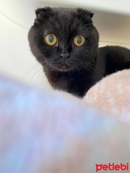 Scottish Fold, Kedi  Jaguar fotoğrafı