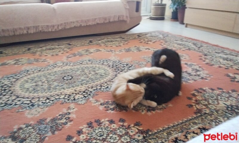 Scottish Fold, Kedi  Jaguar fotoğrafı