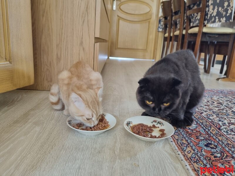 Scottish Fold, Kedi  Jaguar fotoğrafı