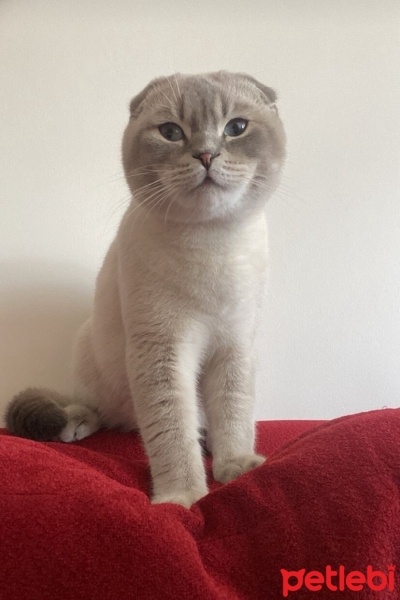 Scottish Fold, Kedi  AYBAL fotoğrafı