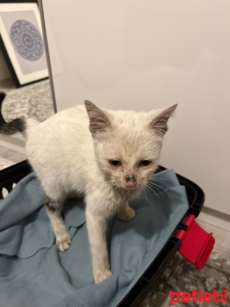Tekir Kedi, Kedi  Sylvia fotoğrafı