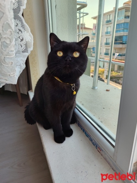 British Shorthair, Kedi  Mars fotoğrafı