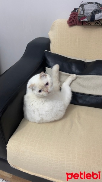 Scottish Fold, Kedi  Yuumi fotoğrafı