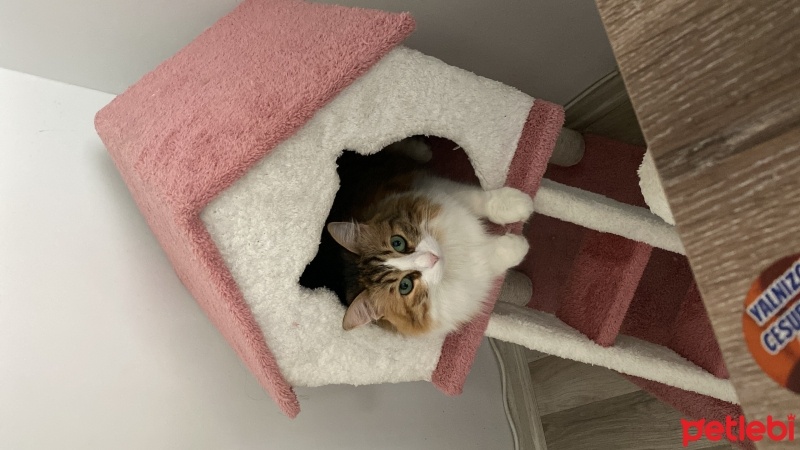 Tekir Kedi, Kedi  Firuze fotoğrafı
