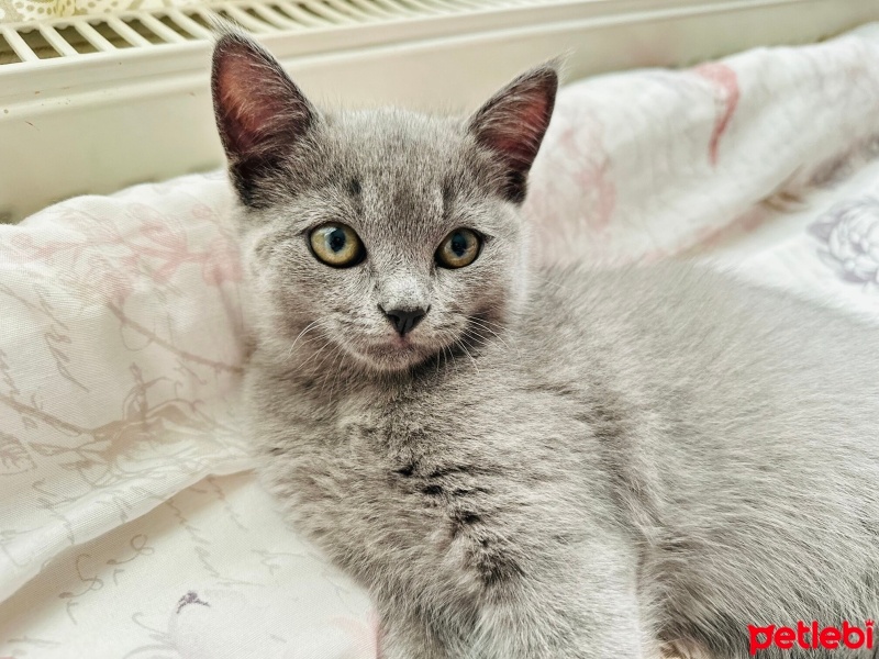 British Shorthair, Kedi  Oscar fotoğrafı