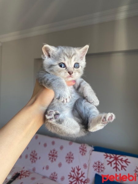 British Shorthair, Kedi  British fotoğrafı