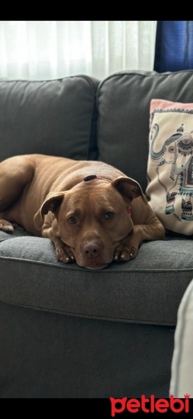 Sokö (Sokak Köpeği), Köpek  Maya fotoğrafı