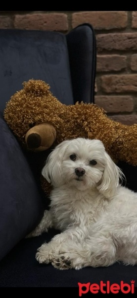 Maltese, Köpek  Şans fotoğrafı