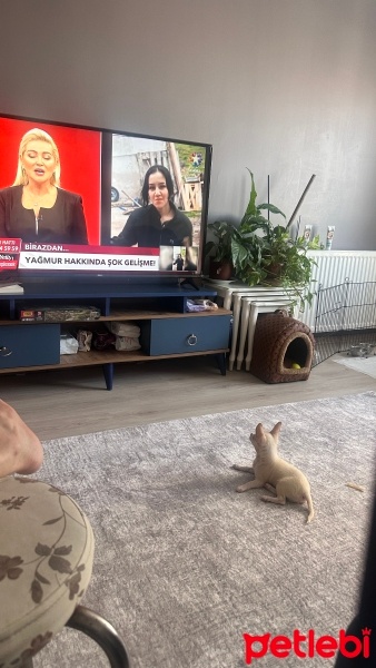 Chihuahua, Köpek  Kral Şakir fotoğrafı