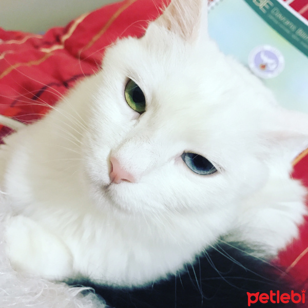 Van Kedisi, Kedi  Paris fotoğrafı