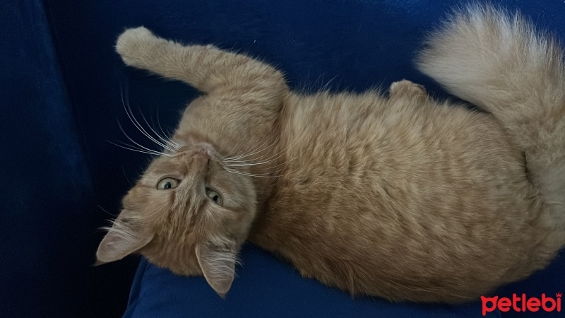 Tekir Kedi, Kedi  Tüylü fotoğrafı
