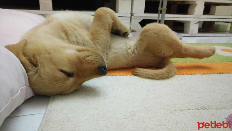 Sokö (Sokak Köpeği), Köpek  Sunny fotoğrafı