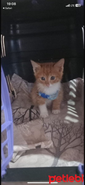 Tekir Kedi, Kedi  Paşa fotoğrafı