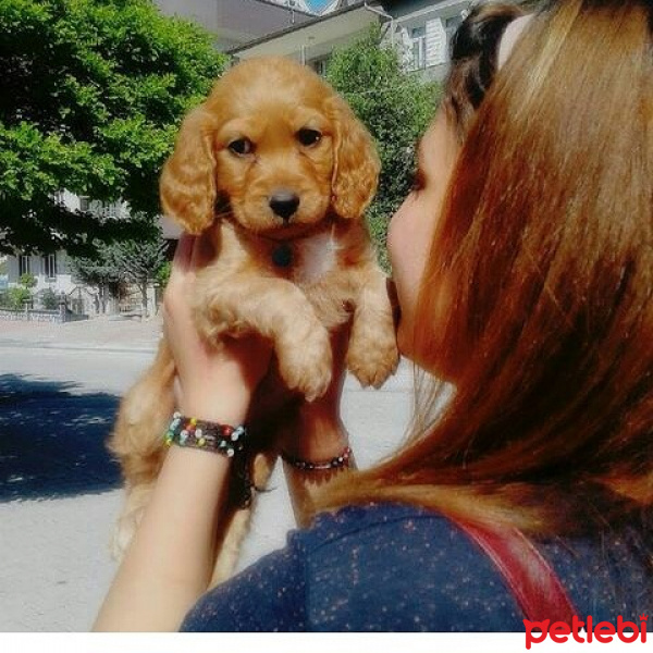 İngiliz Cocker Spaniel, Köpek  Misha fotoğrafı
