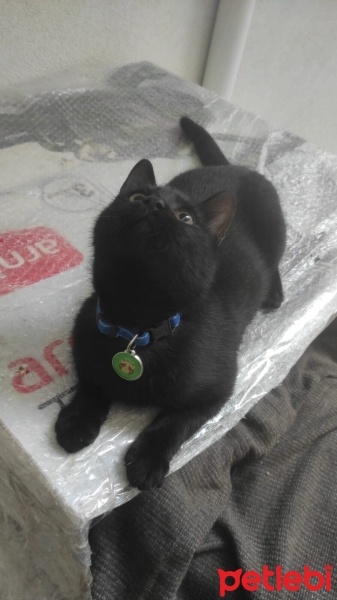 Tekir Kedi, Kedi  Gece fotoğrafı