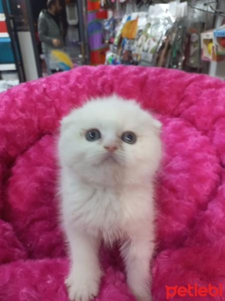 British Shorthair, Kedi  British,scutish,blu poind,brltis fold fotoğrafı