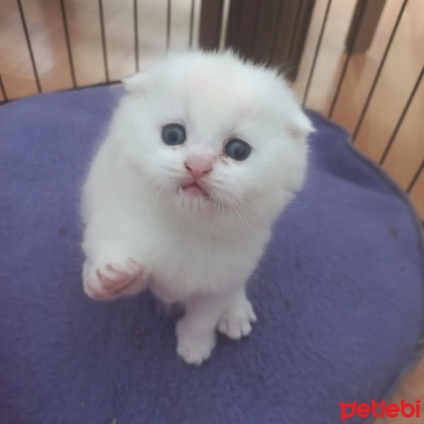 British Shorthair, Kedi  British,scutish,blu poind,brltis fold fotoğrafı