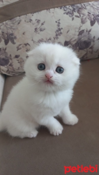 British Shorthair, Kedi  British,scutish,blu poind,brltis fold fotoğrafı