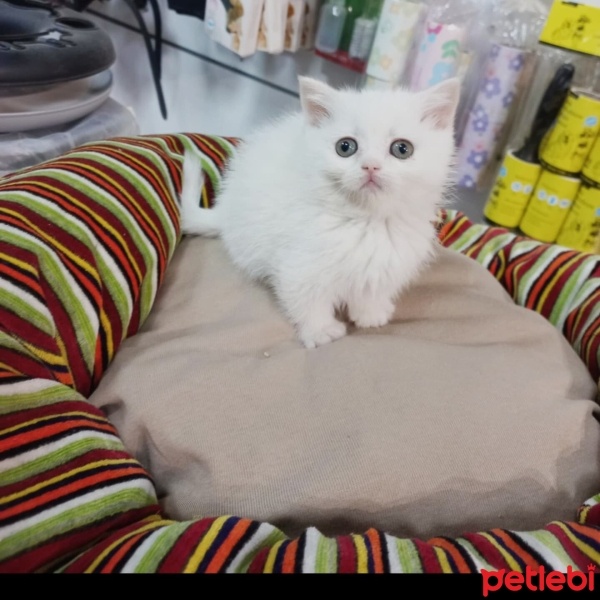 British Shorthair, Kedi  British,scutish,blu poind,brltis fold fotoğrafı
