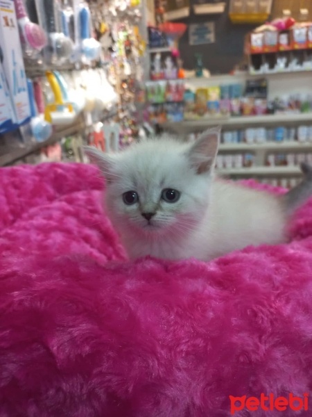 British Shorthair, Kedi  British,blu poind fotoğrafı