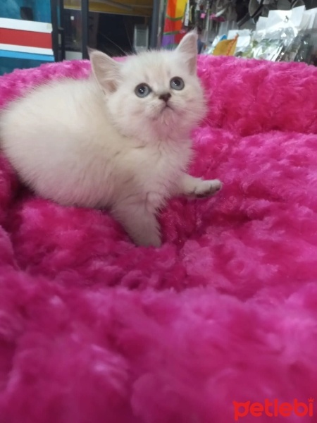 British Shorthair, Kedi  British,blu poind fotoğrafı