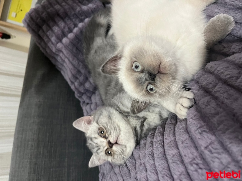British Shorthair, Kedi  Prenses fotoğrafı