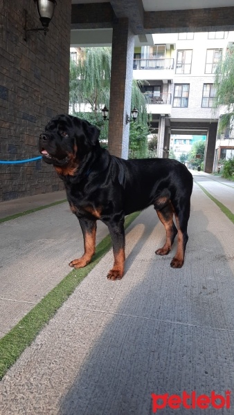 Rottweiler, Köpek  Caş fotoğrafı