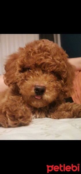 Poodle (Minyatür Kaniş), Köpek  Lisa fotoğrafı