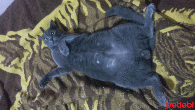 British Shorthair, Kedi  Duman fotoğrafı