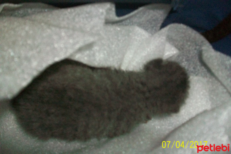 British Shorthair, Kedi  Duman fotoğrafı