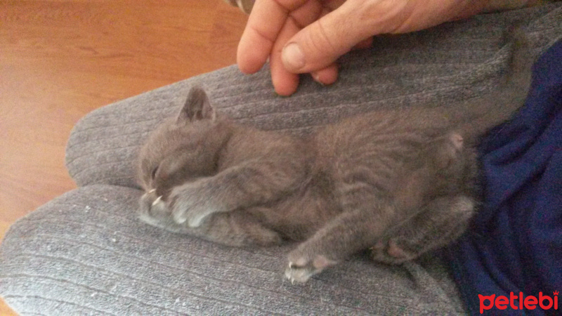 British Shorthair, Kedi  Duman fotoğrafı