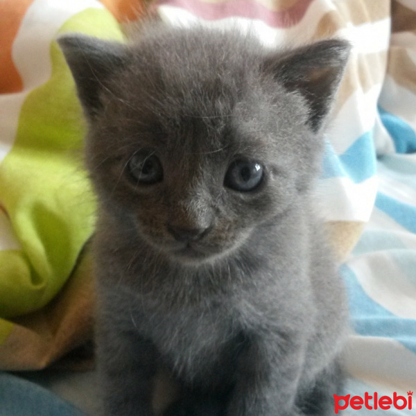 British Shorthair, Kedi  Duman fotoğrafı