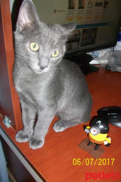 British Shorthair, Kedi  Duman fotoğrafı