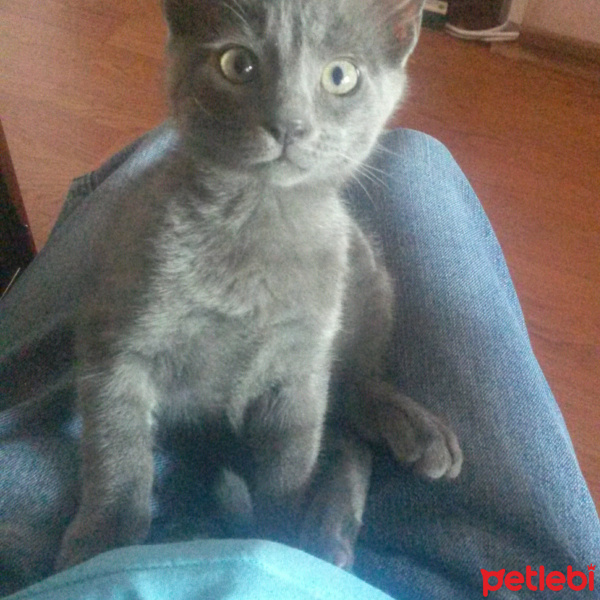 British Shorthair, Kedi  Duman fotoğrafı