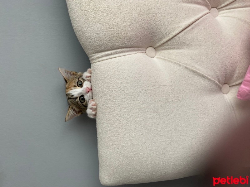Tekir Kedi, Kedi  şanslı fotoğrafı