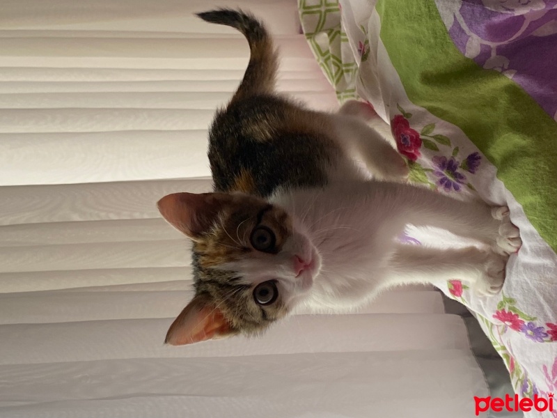 Tekir Kedi, Kedi  şanslı fotoğrafı