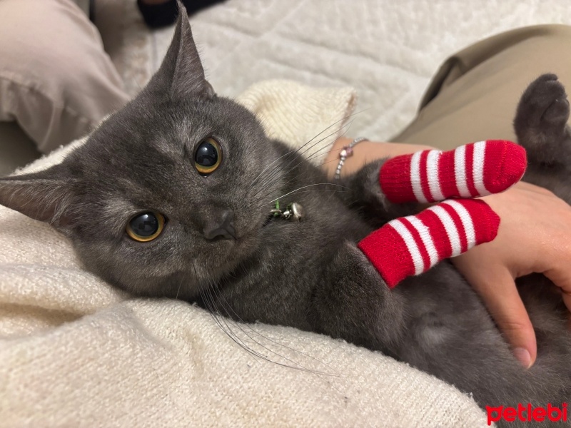 Chartreux, Kedi  Silva fotoğrafı