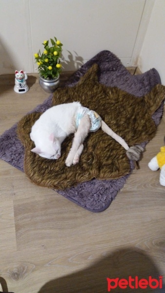 Ankara Kedisi, Kedi  FUŞTUL fotoğrafı