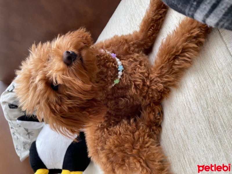 Poodle (Minyatür Kaniş), Köpek  Lila fotoğrafı