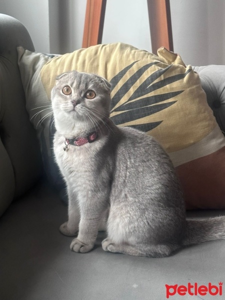 Scottish Fold, Kedi  Tekila fotoğrafı
