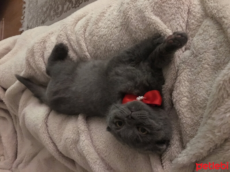 Scottish Fold, Kedi  Zilli fotoğrafı