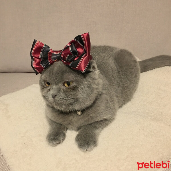 Scottish Fold, Kedi  Zilli fotoğrafı