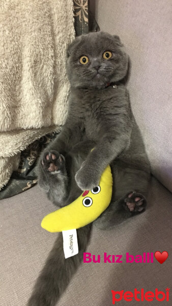 Scottish Fold, Kedi  Zilli fotoğrafı