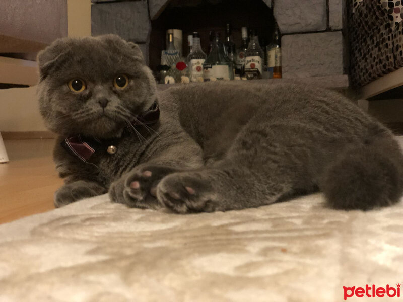 Scottish Fold, Kedi  Zilli fotoğrafı